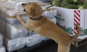perros_antinarcóticos
