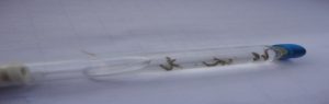 mosquito1